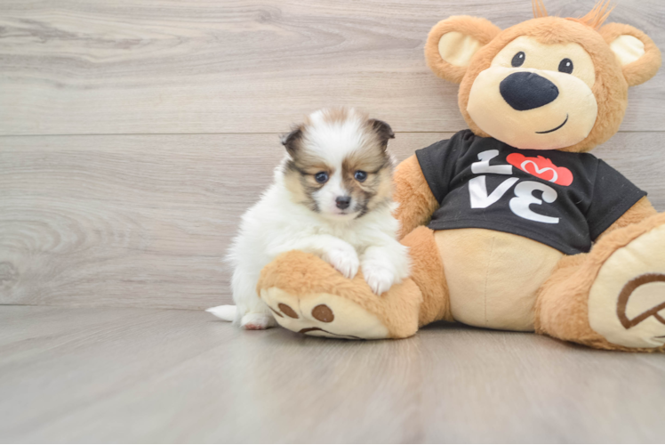 Popular Pomeranian Purebred Pup