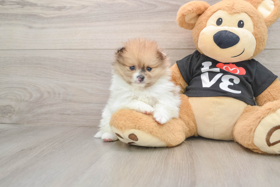 Smart Swergspitz Purebred Puppy