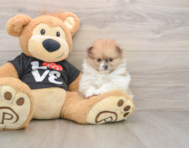 7 week old Pomeranian Puppy For Sale - Simply Southern Pups