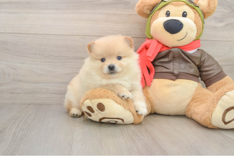 Best Pomeranian Baby