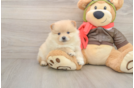 Best Pomeranian Baby