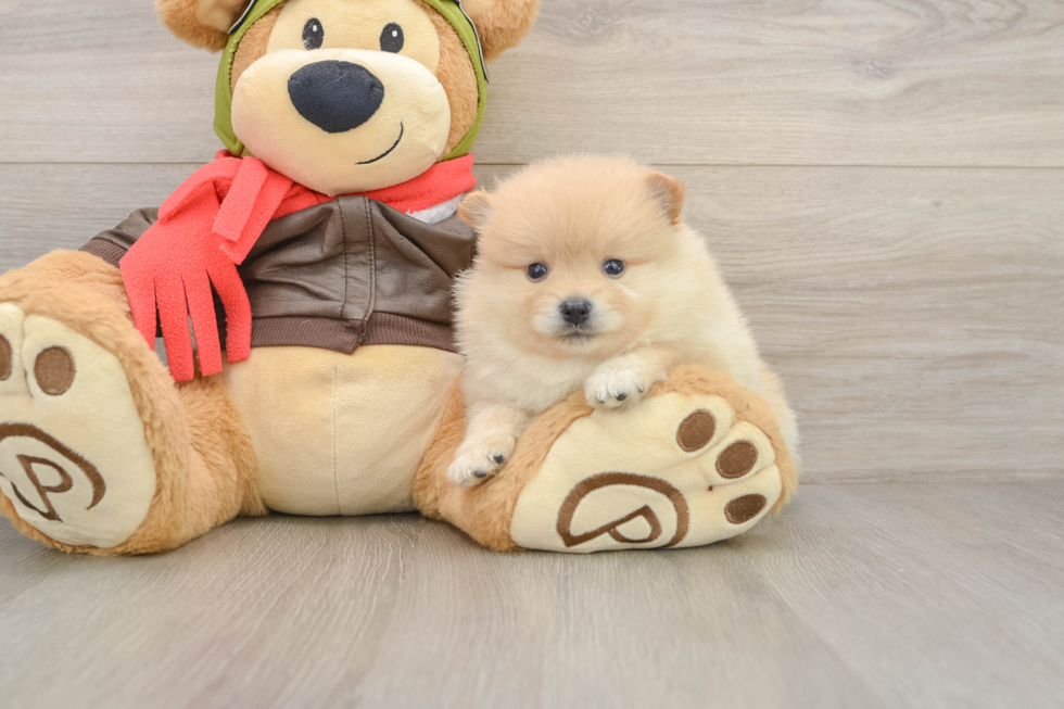 Petite Pom Dog Purebred Puppy