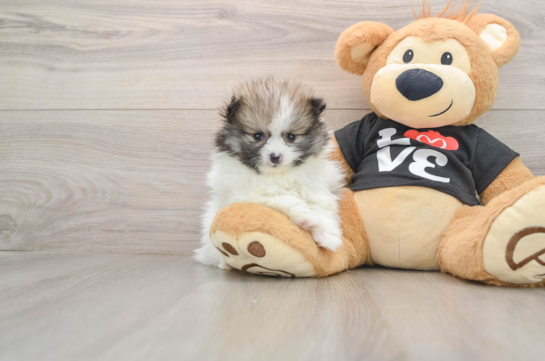 Friendly Pomeranian Baby