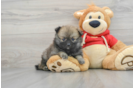 Little Pomeranian Baby
