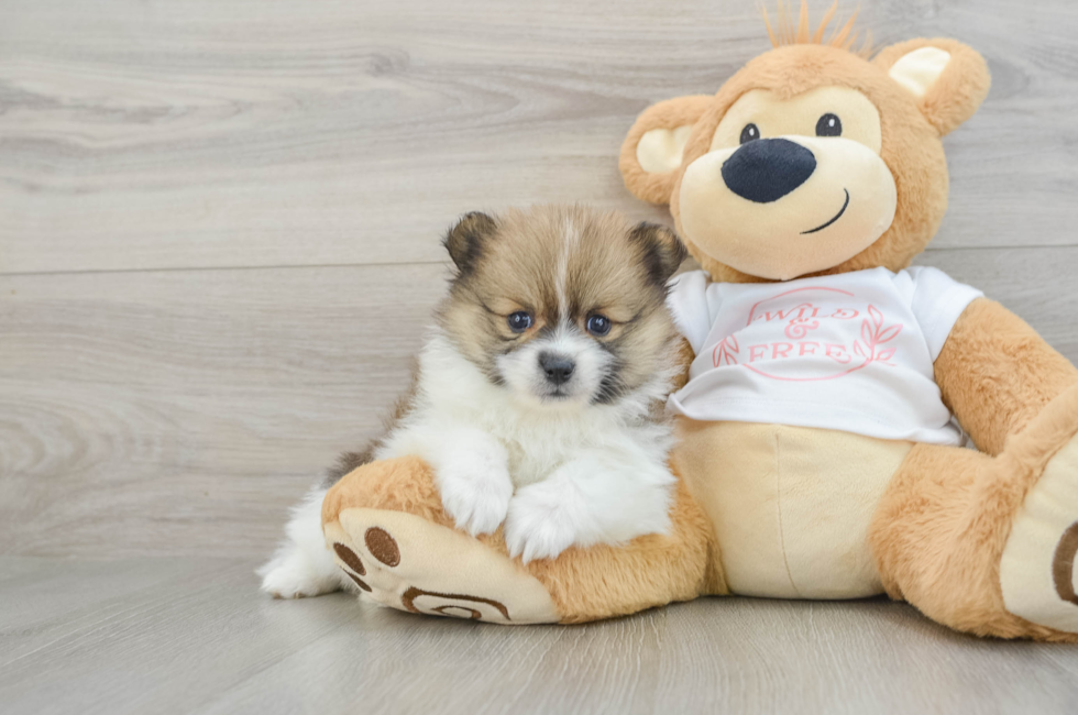 6 week old Pomeranian Puppy For Sale - Simply Southern Pups