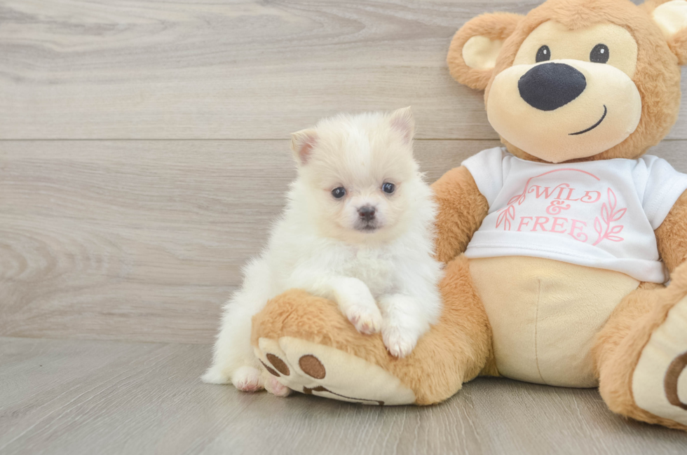 5 week old Pomeranian Puppy For Sale - Simply Southern Pups
