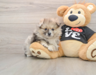 7 week old Pomeranian Puppy For Sale - Simply Southern Pups