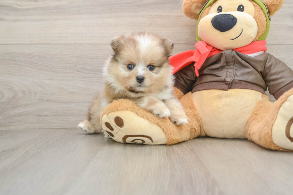 Friendly Pomeranian Baby