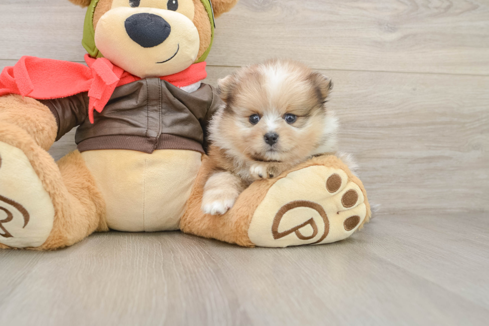 Pomeranian Puppy for Adoption