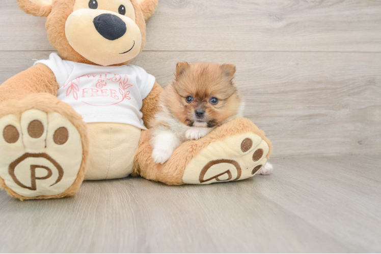 Akc Registered Pomeranian Baby