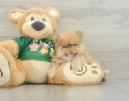 9 week old Pomeranian Puppy For Sale - Simply Southern Pups