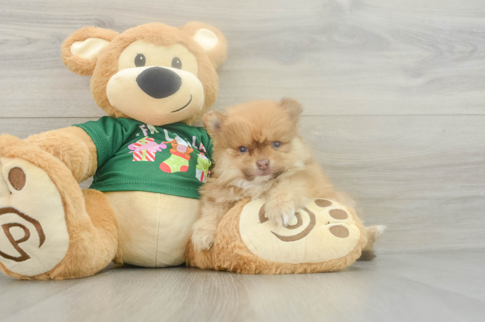 5 week old Pomeranian Puppy For Sale - Simply Southern Pups