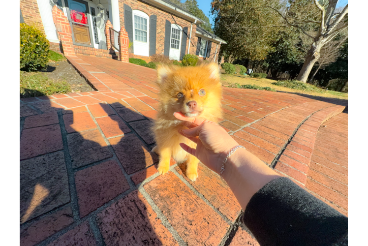 Cute Pomeranian Baby