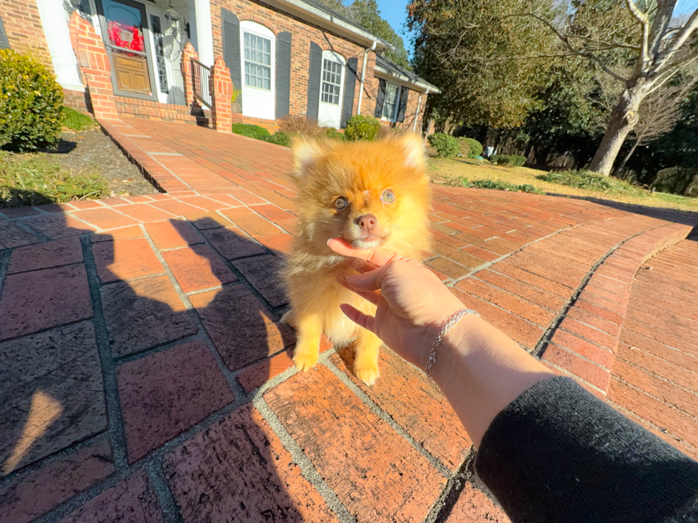 Cute Pomeranian Baby