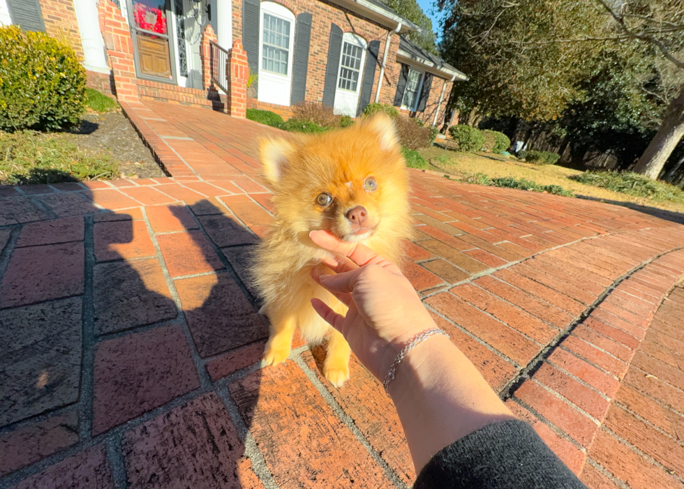 Cute Pomeranian Purebred Pup