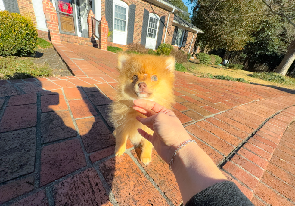 Cute Pomeranian Baby