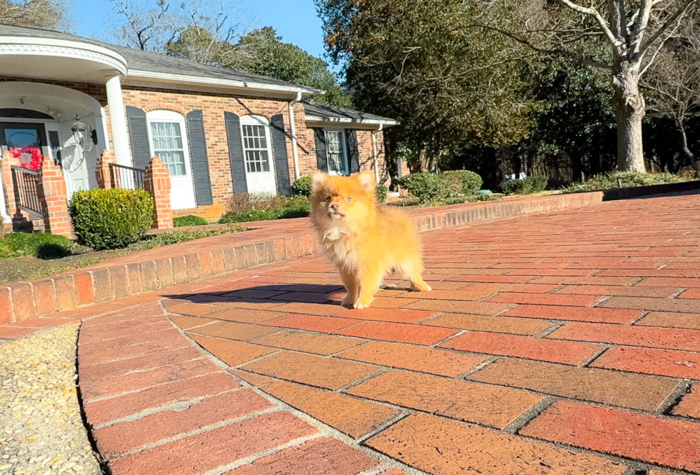 Best Pomeranian Baby