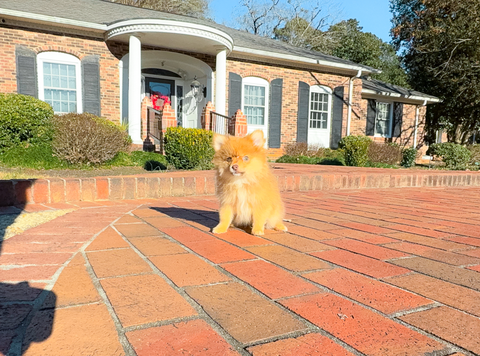 Cute Pomeranian Baby
