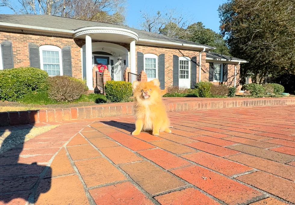 Cute Pomeranian Purebred Pup