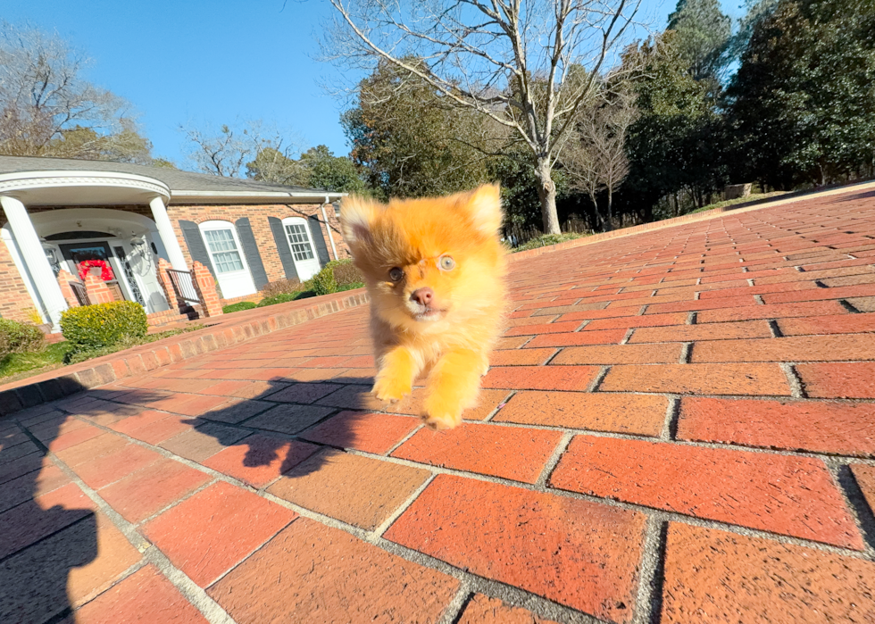 Cute Pom Dog Purebred Puppy