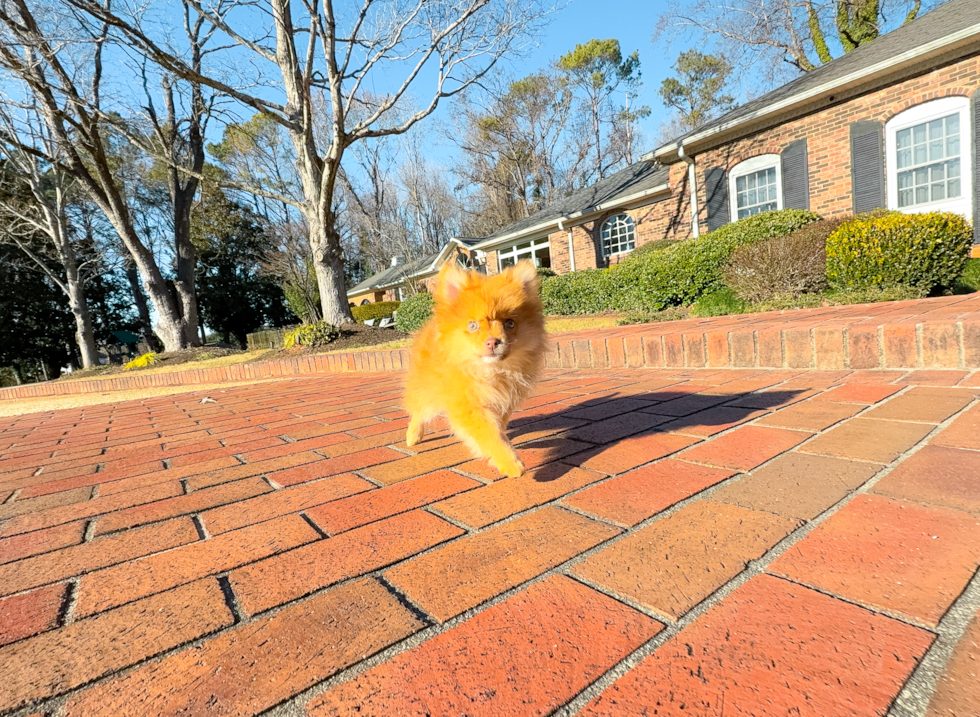 Pomeranian Puppy for Adoption