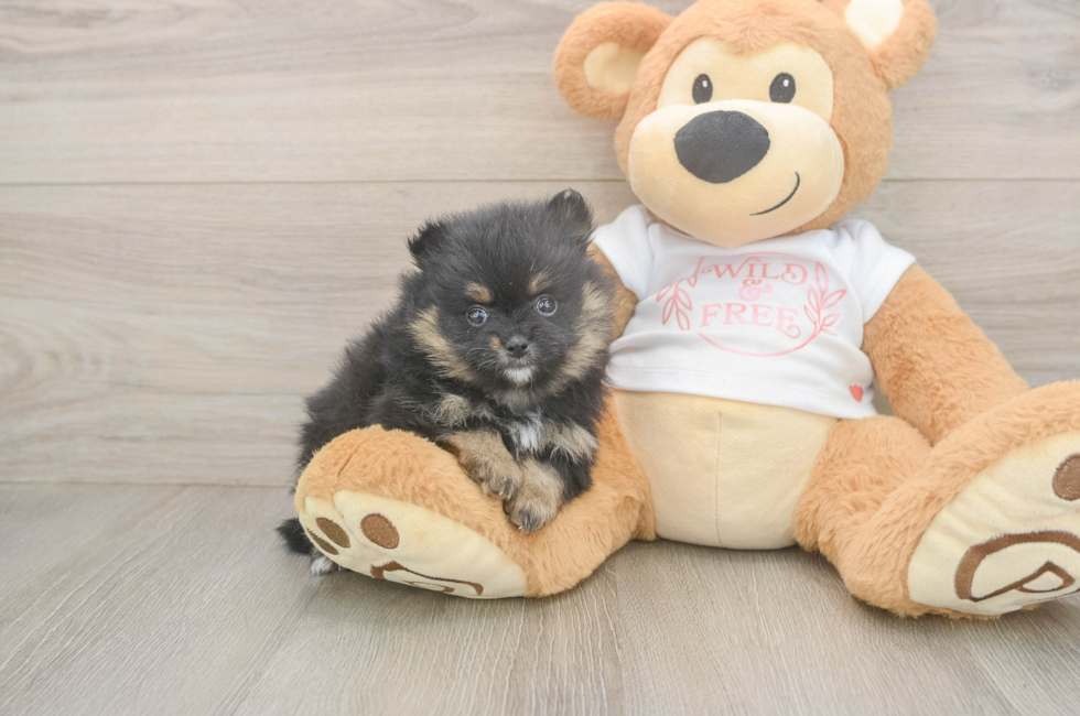5 week old Pomeranian Puppy For Sale - Simply Southern Pups