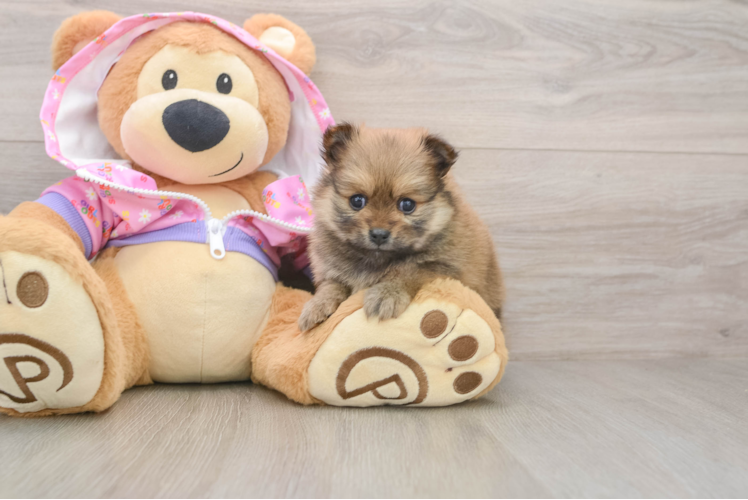 Pomeranian Pup Being Cute