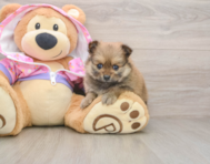 8 week old Pomeranian Puppy For Sale - Simply Southern Pups