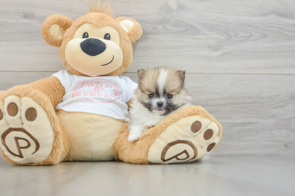 6 week old Pomeranian Puppy For Sale - Simply Southern Pups
