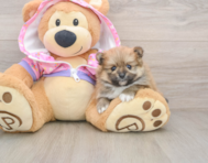 8 week old Pomeranian Puppy For Sale - Simply Southern Pups