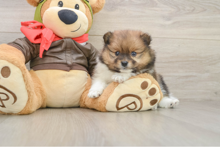 Petite Pom Pom Purebred Puppy