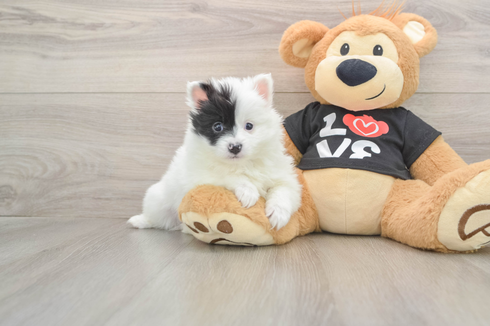 Best Pomeranian Baby