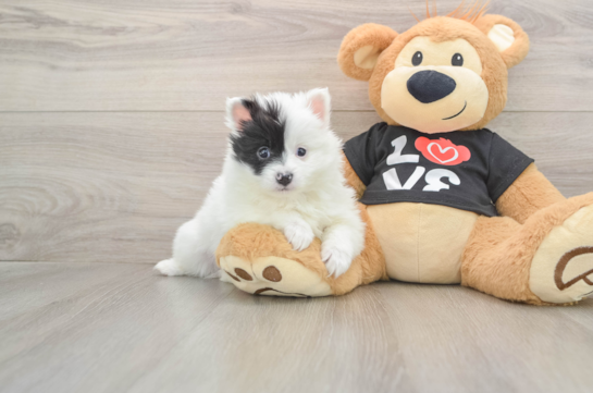 Best Pomeranian Baby