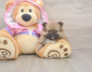 8 week old Pomeranian Puppy For Sale - Simply Southern Pups