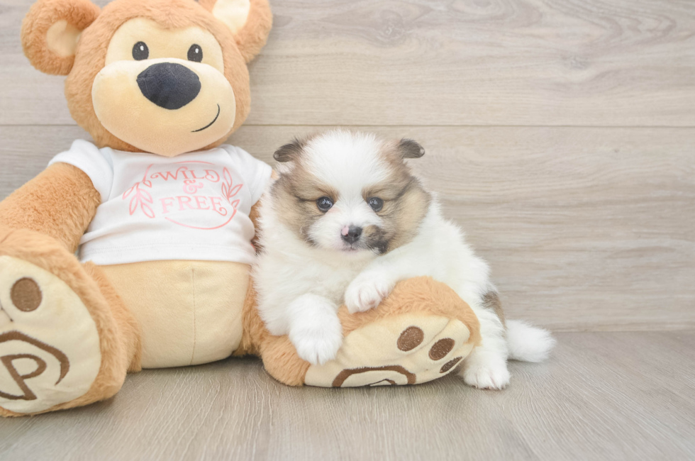 5 week old Pomeranian Puppy For Sale - Simply Southern Pups