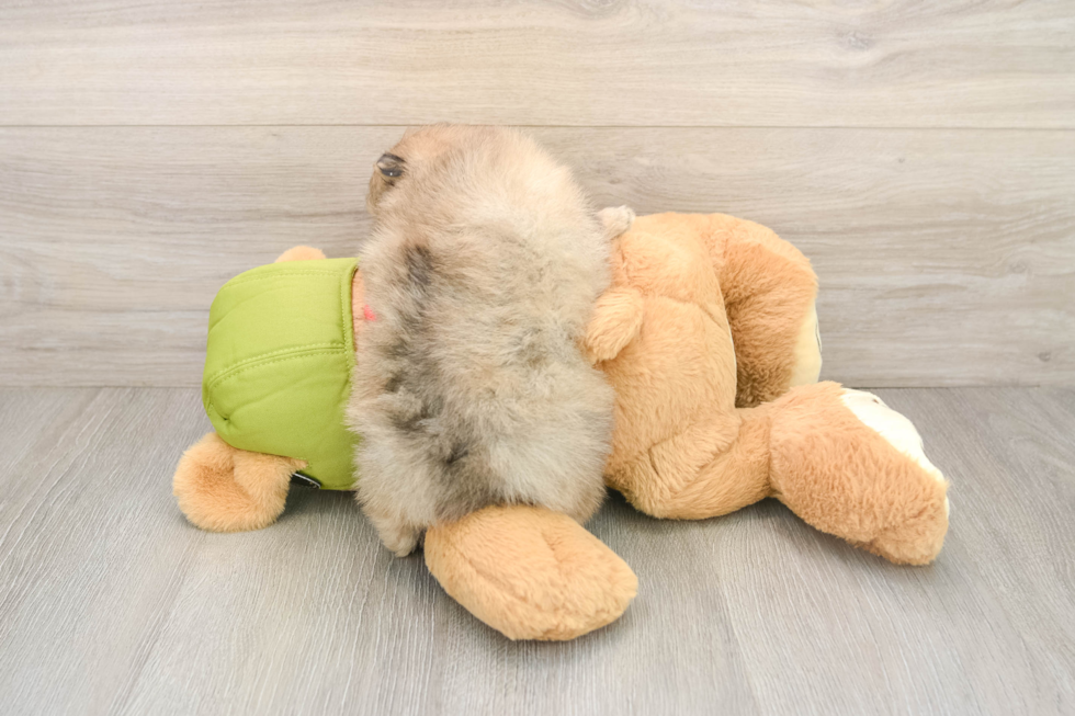 Best Pomeranian Baby