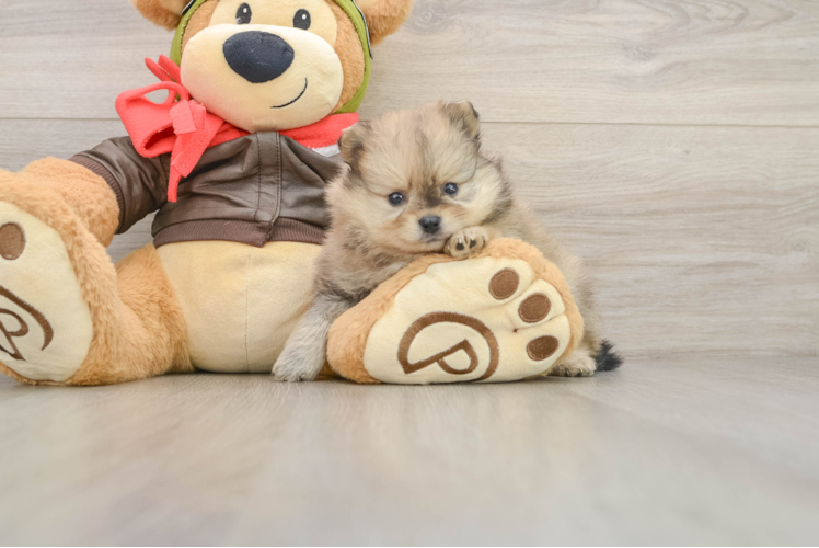 Cute Loulou Purebred Puppy