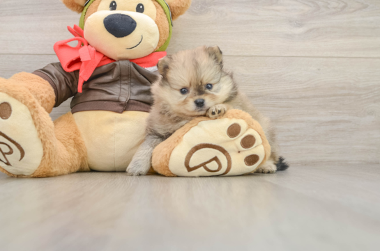 Cute Loulou Purebred Puppy