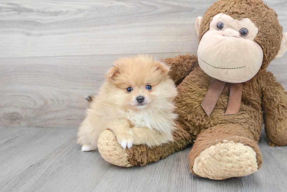 Little Pomeranian Baby