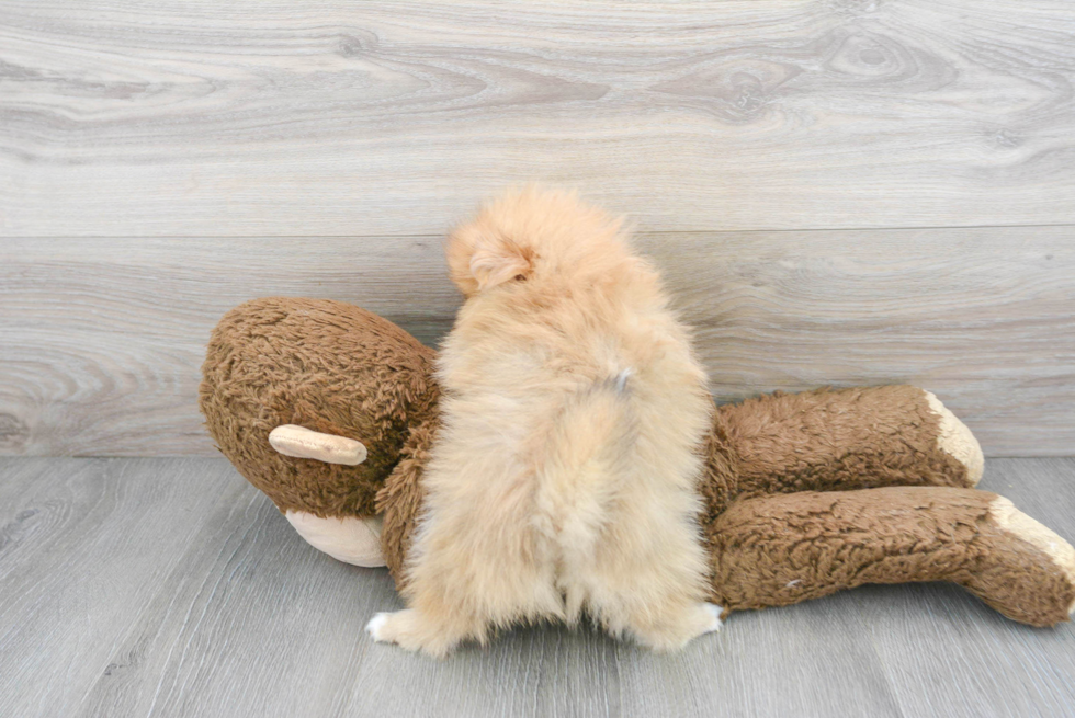 Energetic Pomeranian Purebred Puppy