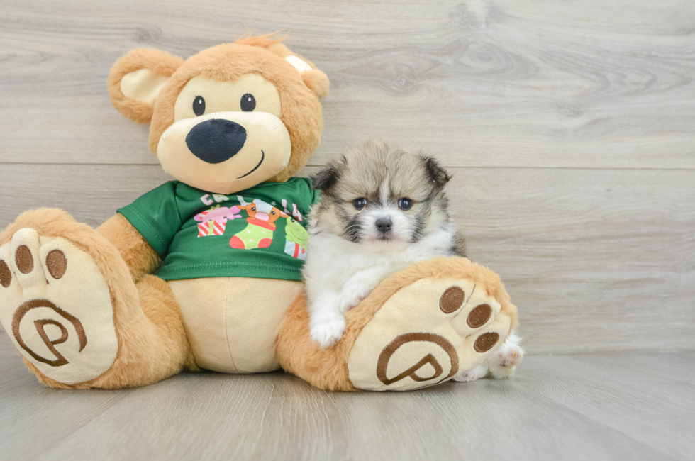 5 week old Pomeranian Puppy For Sale - Simply Southern Pups