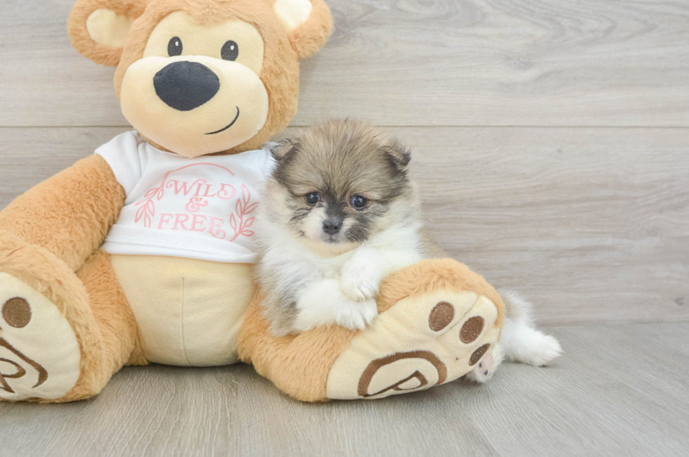 5 week old Pomeranian Puppy For Sale - Simply Southern Pups