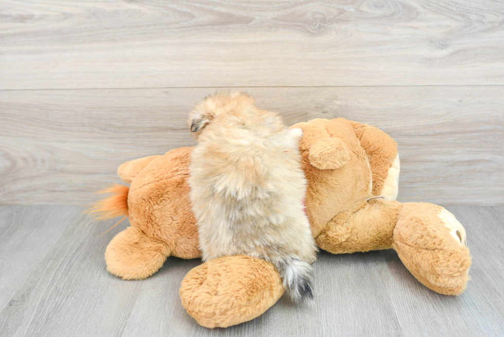 Smart Pomeranian Purebred Puppy