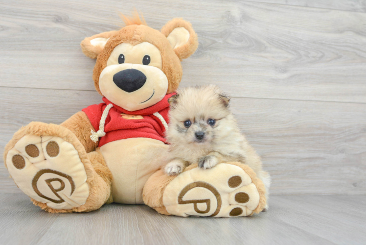 Happy Pomeranian Purebred Puppy