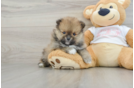 Friendly Pomeranian Purebred Pup