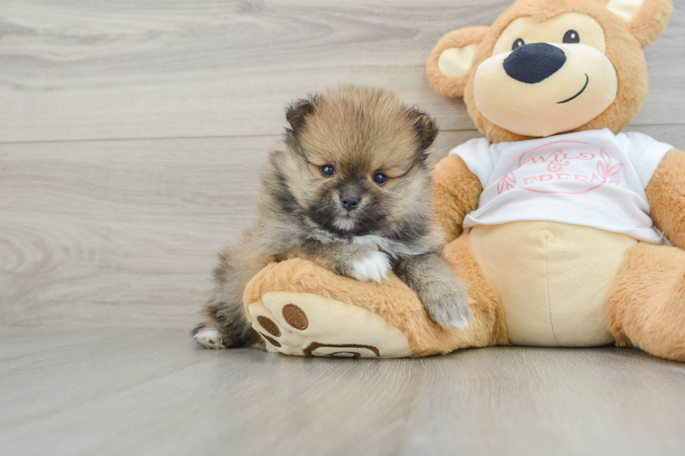 Friendly Pomeranian Purebred Pup