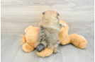Pomeranian Puppy for Adoption
