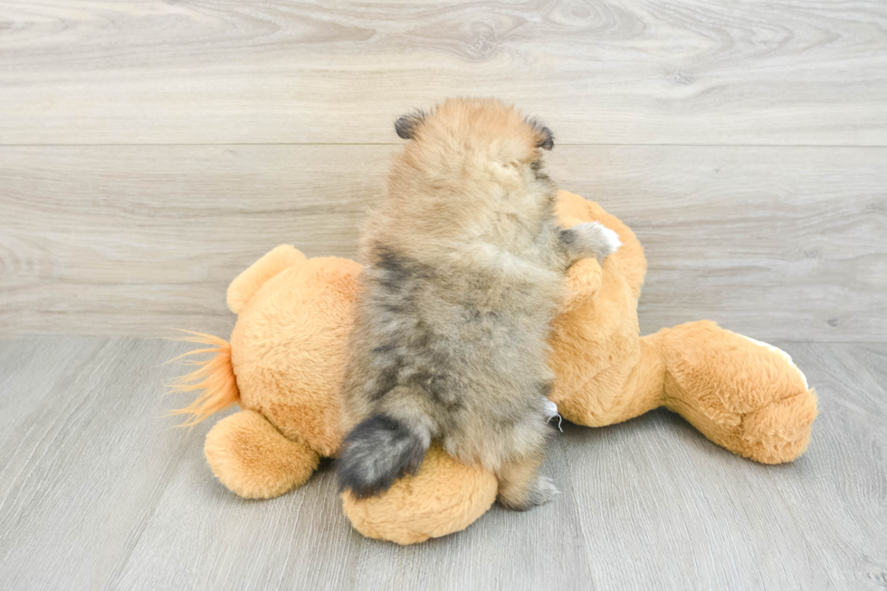 Pomeranian Puppy for Adoption