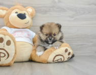 7 week old Pomeranian Puppy For Sale - Simply Southern Pups