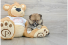 Pomeranian Puppy for Adoption